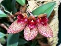 Bulbophyllum frostii x phalaenopsis